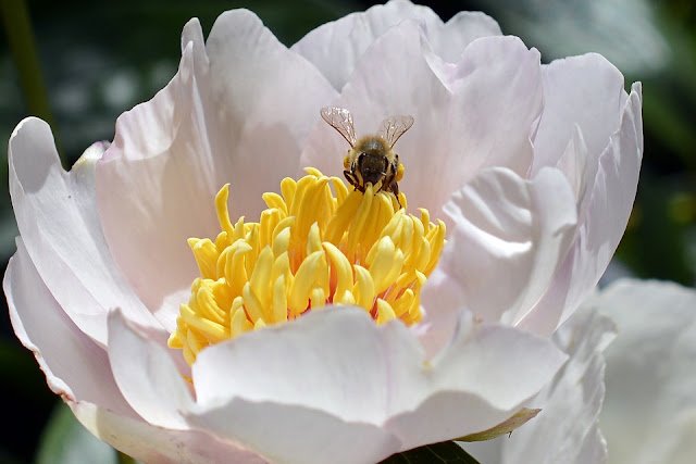 Bee Pollen for Weight Loss: How to Take Bee Pollen for Weight Loss?