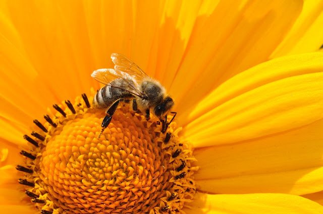 Bee Pollen for Weight Loss: How to Take Bee Pollen for Weight Loss?