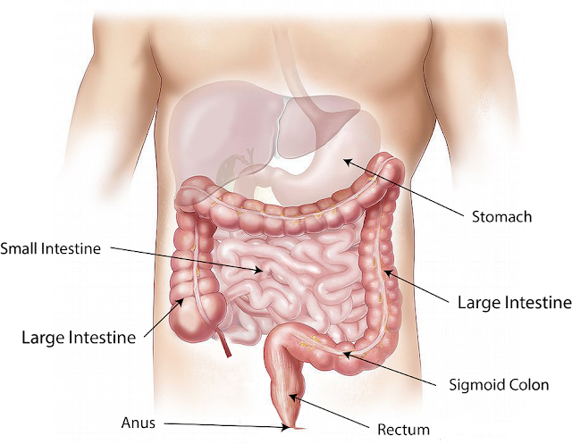 Detox The Body And Cleanse The Colon With These 10 Foods
