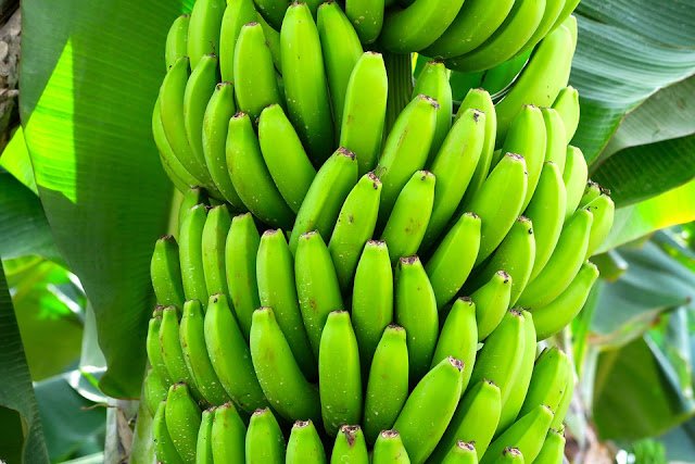 Are Bananas Good For Constipation: Bananas For Constipation