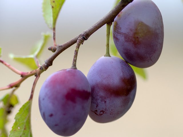 Prune Juice For Constipation: Prune Juice Laxative Prune Juice for Constipation: Does It Work?