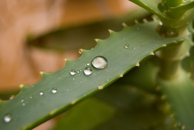 Uses Of Aloe Vera: 40 Things You Can Do With Aloe Vera