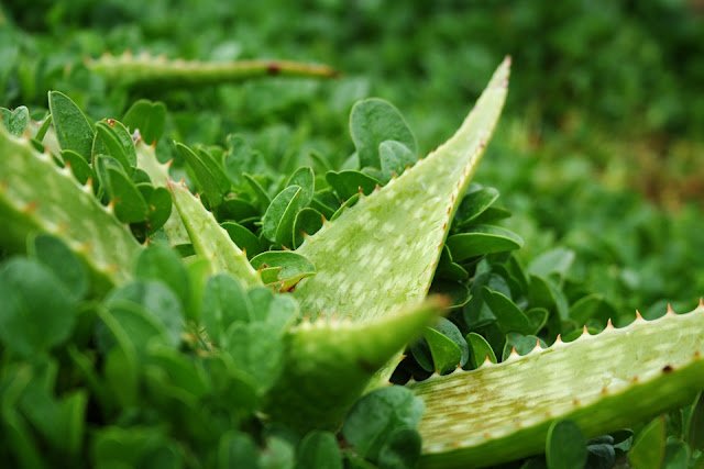 geographic origin of aloe Vera, Aloe vera Cultivation