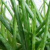 3 Ways to Use Aloe Vera to Remove Acne Overnight Fast
