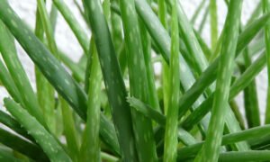 3 Ways to Use Aloe Vera to Remove Acne Overnight Fast