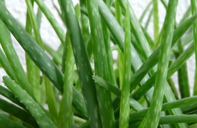 3 Ways to Use Aloe Vera to Remove Acne Overnight Fast