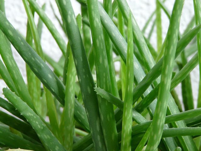 3 Ways to Use Aloe Vera to Remove Acne Overnight Fast