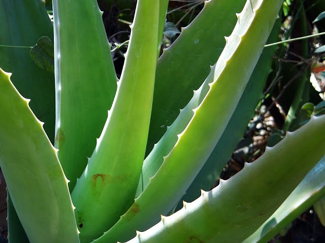 Aloe Vera Juice Benefits For Health: A Quick Health Booster
