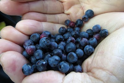 Blueberries: The 50 Healthiest Foods on the Planet