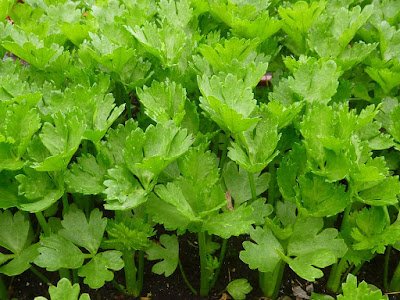 Celery - 7 Foods You Should Never Reheat And Why? 7 Foods You Should Never Reheat And Why?