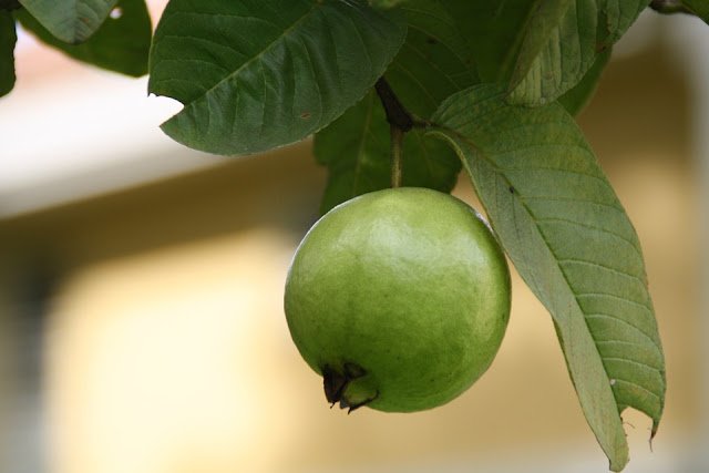 Guava For Constipation: Natural Constipation Remedy That Works Fast