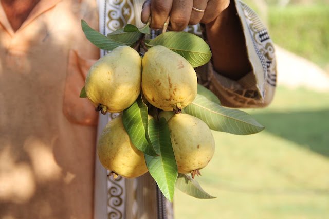 Guava For Constipation - Constipation Relief Guava For Constipation: Natural Constipation Remedy That Works Fast