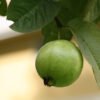 Guava Leaves Can Stop Hair Loss Like Crazy! Stop Hair Loss