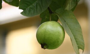 Guava Leaves Can Stop Hair Loss Like Crazy! Stop Hair Loss