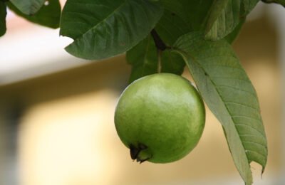 Guava Leaves Can Stop Hair Loss Like Crazy! Stop Hair Loss
