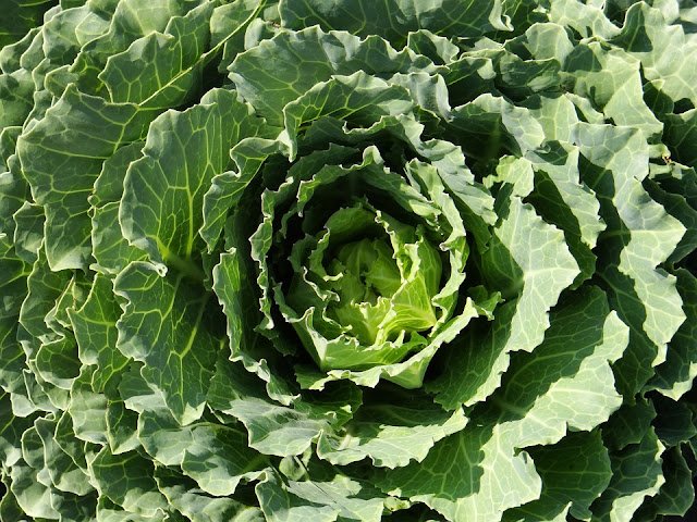 Kale for Weight Lose 15 Best Foods that Help Healthy Weight Loss: Burn Belly Fat Fast