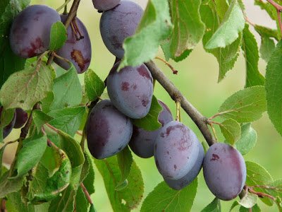 Prune juice for weight loss: Does Prune Juice Help Lose Weight?