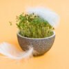 How To Eat Sprouts For Weight Loss – Benefits, Types, And Recipes