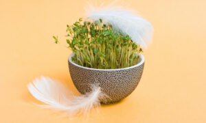 How To Eat Sprouts For Weight Loss – Benefits, Types, And Recipes