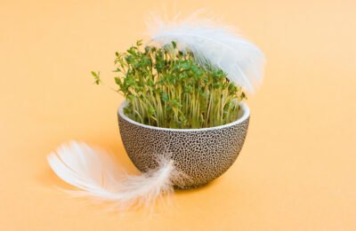 How To Eat Sprouts For Weight Loss – Benefits, Types, And Recipes