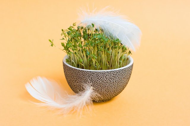 How To Eat Sprouts For Weight Loss – Benefits, Types, And Recipes